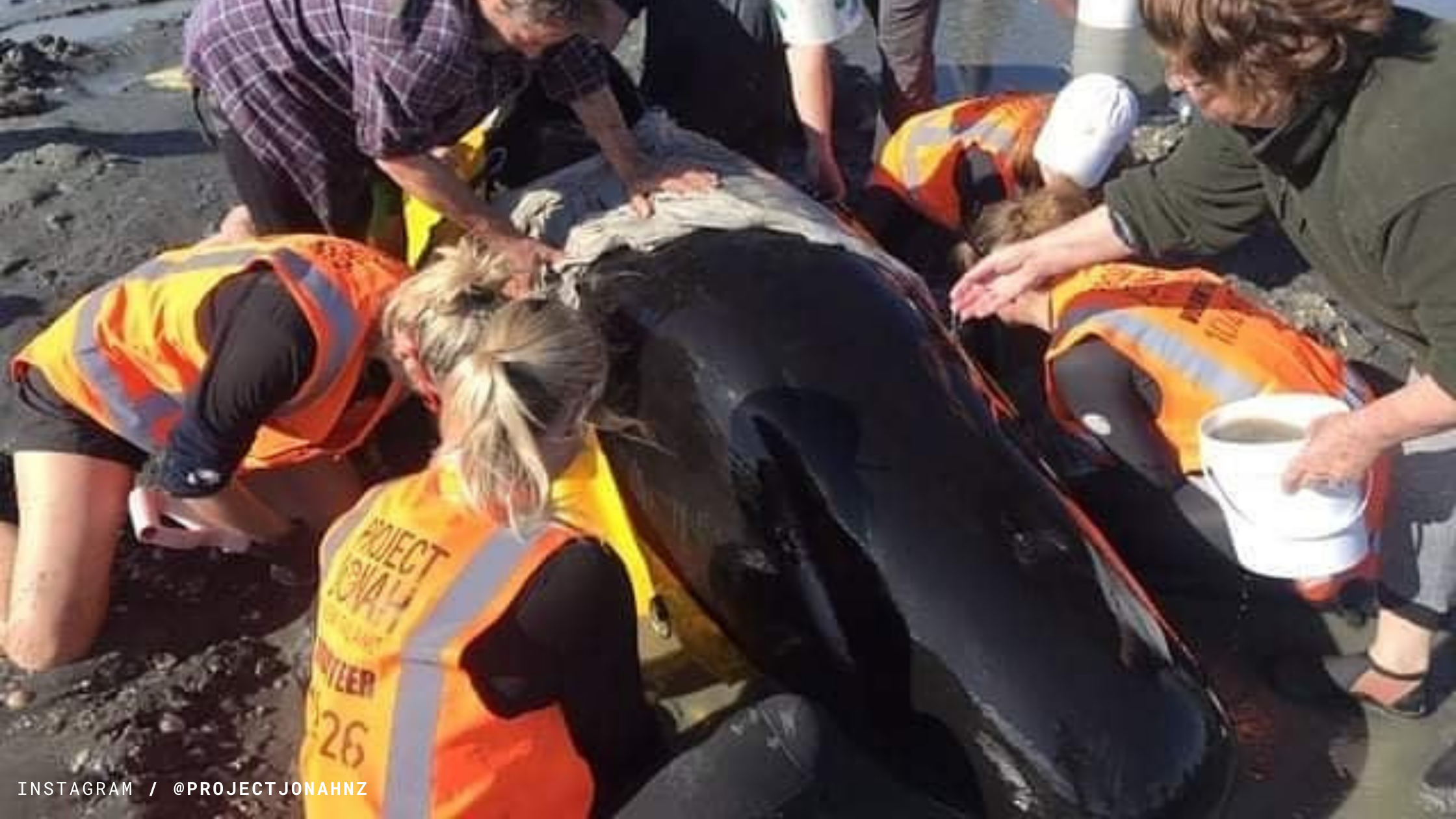 Ballenas piloto murieron en costas de Nueva Zelanda