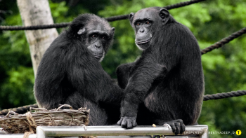 Mataron a dos chimpancés por escapar de un zoológico en Holanda
