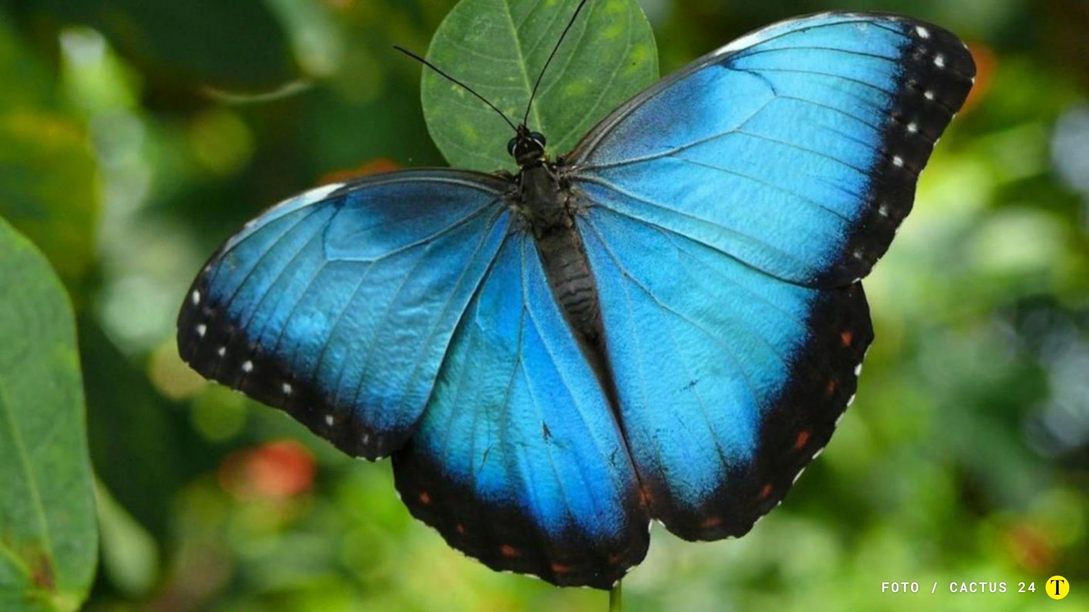 Algunas mariposas están en riesgo de extinción. La subespecie Morpho Helenor Cramer, la mariposa nacional venezolana podría ser una. FOTO: CACTUS 24