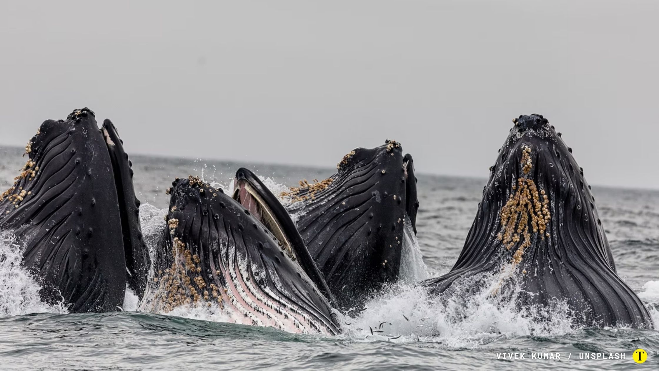 Cerca de mil ballenas murieron tras ser cazadas, mientras que otras 20 mil fallecieron por choques con cruceros, barcos o flotas pesqueras. Foto: Vivek Kumar / Unsplash